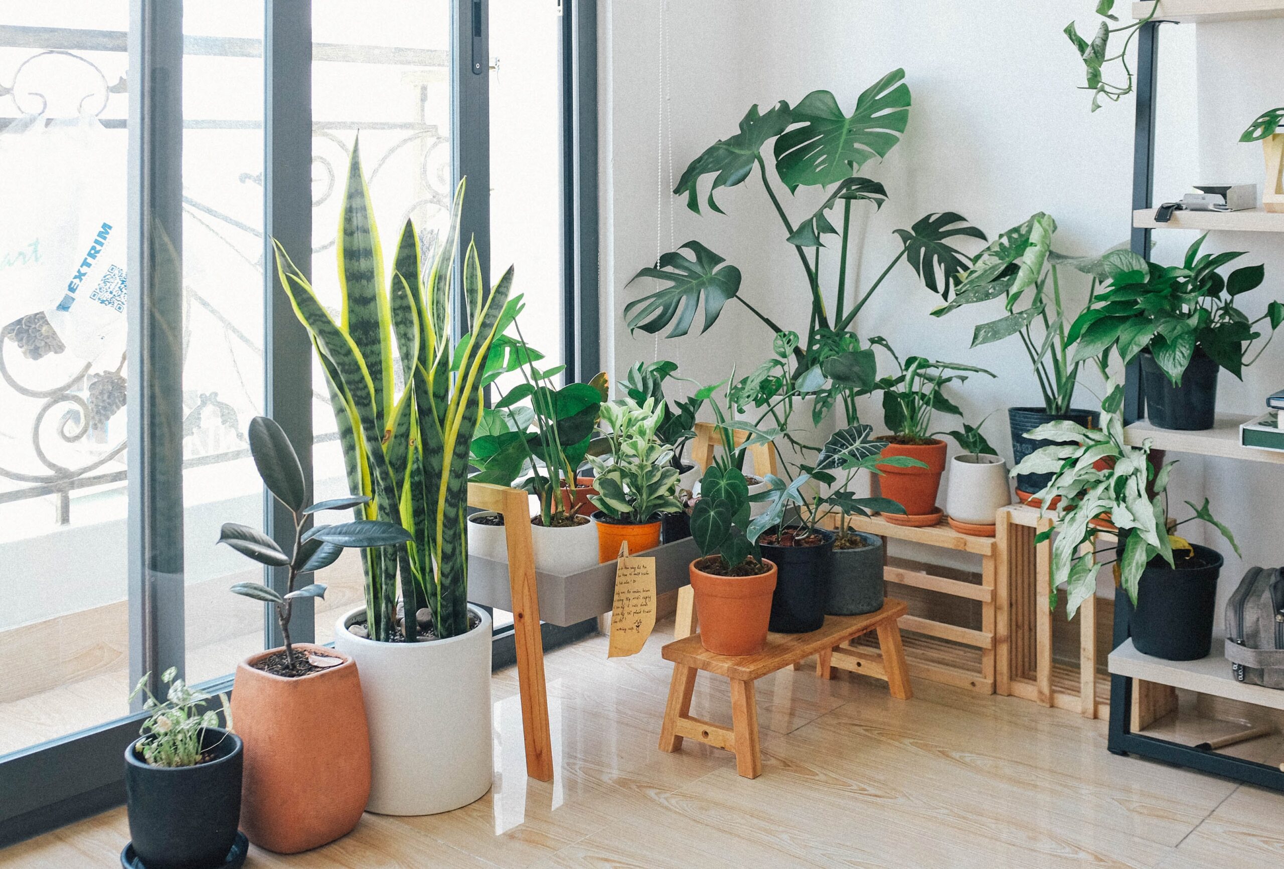 piante da appartamento - cover